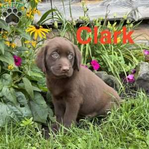 Clark, Chocolate Labrador Retriever Puppy
